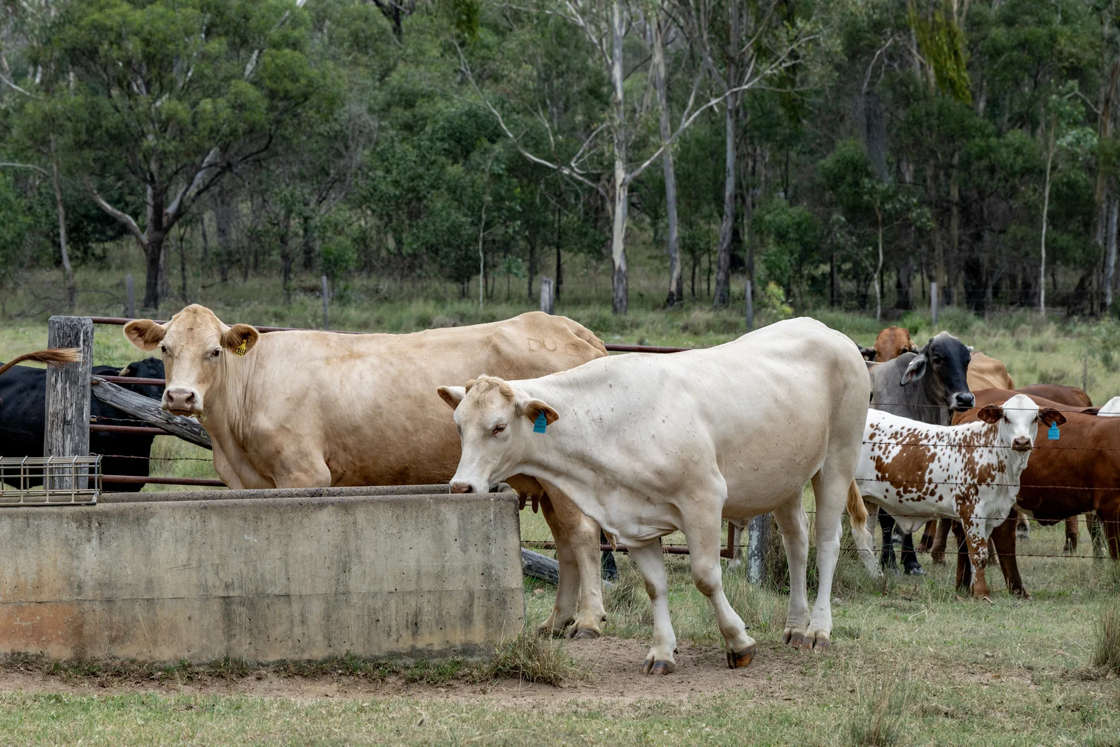 Additional image 30 of 250 Nanango Tarong Road, Nanango QLD 4615