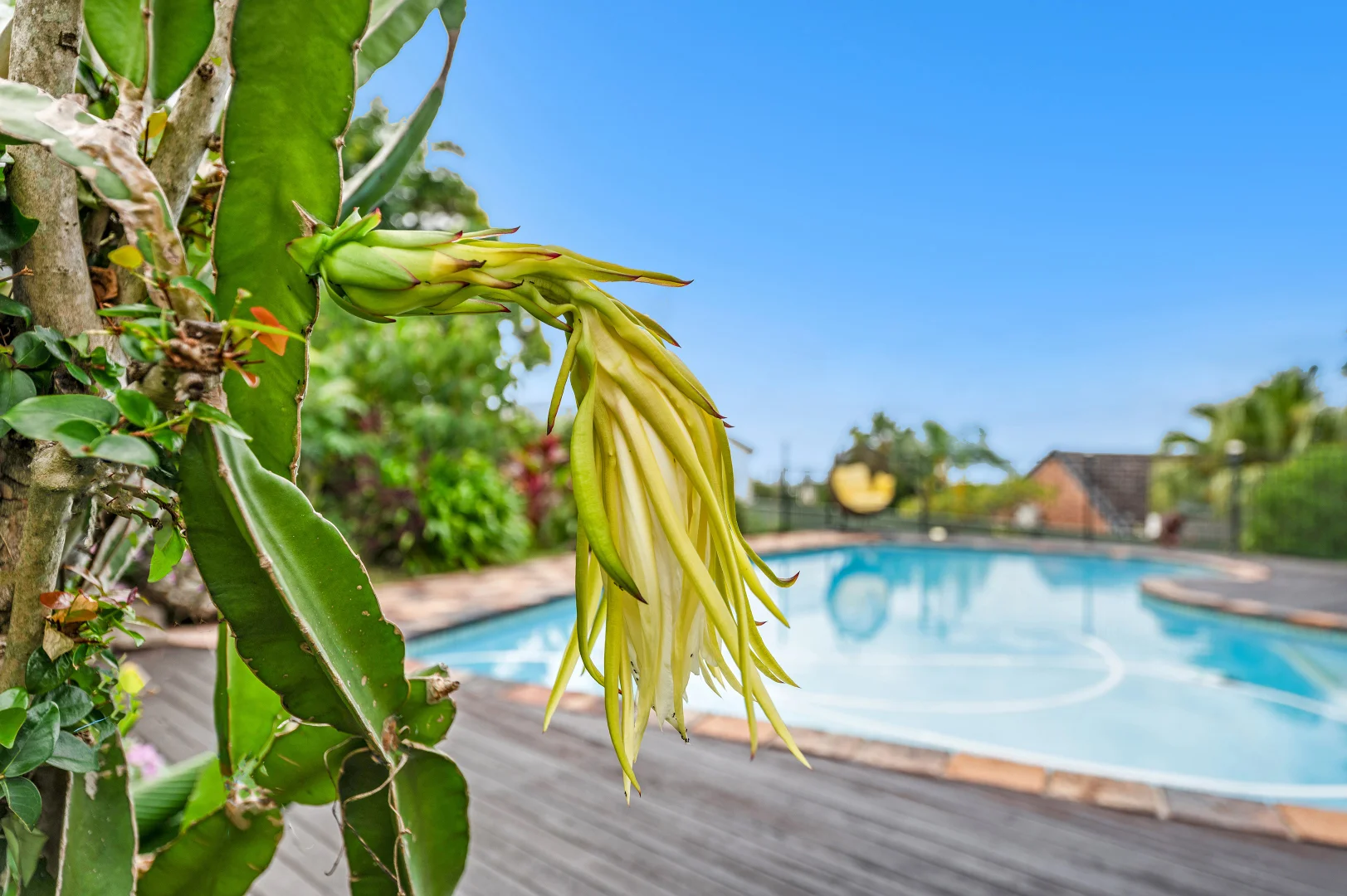 Additional image 9 of 207 Heeb Street, Ashmore QLD 4214