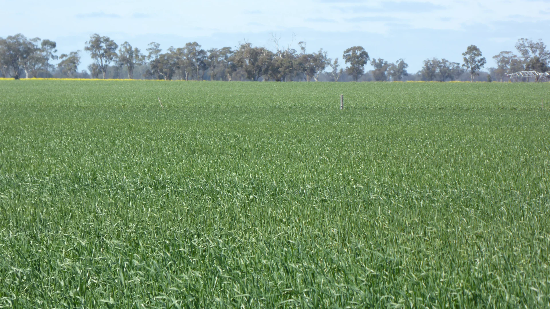 Additional image 4 of 139 Packer Road, Bordertown South SA 5268