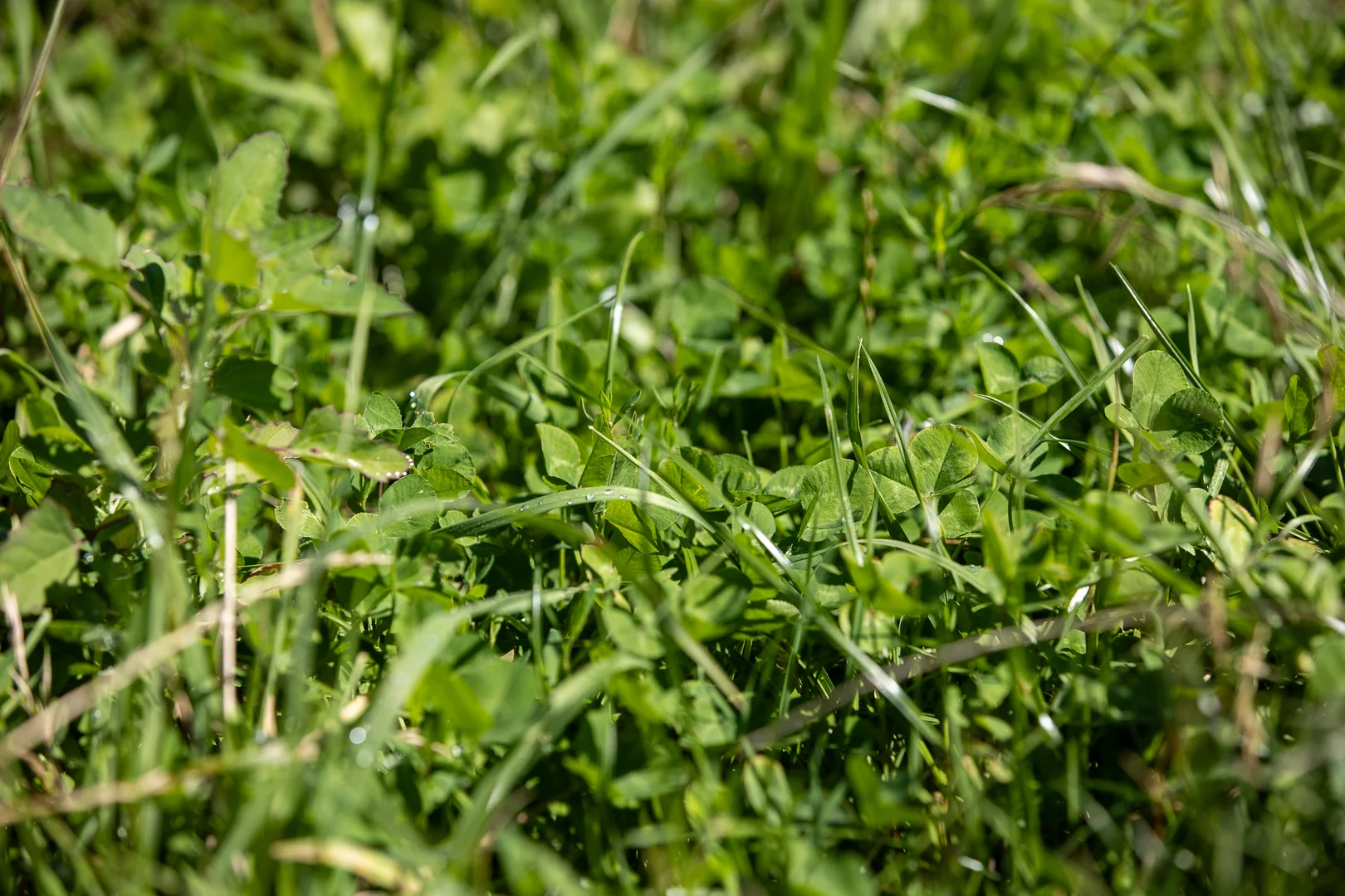 Additional image 17 of 1763 Wongwibinda Road, Armidale NSW 2350