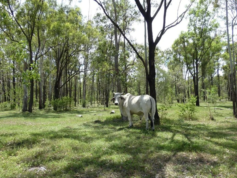 Additional image 21 of 277 Bushlands Road, Bororen QLD 4678