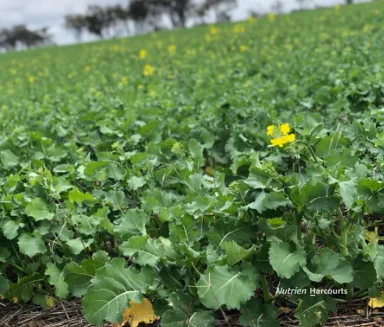 Additional image 22 of 175 Racecourse Road, Frankland River WA 6396