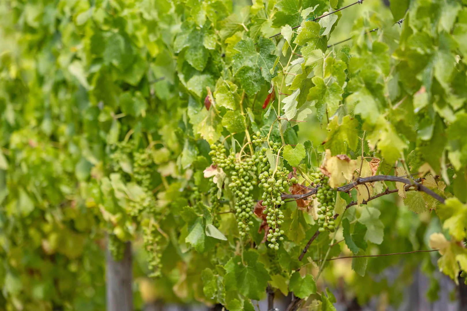 Additional image 7 of 18 Hull Road, Mount Martha VIC 3934