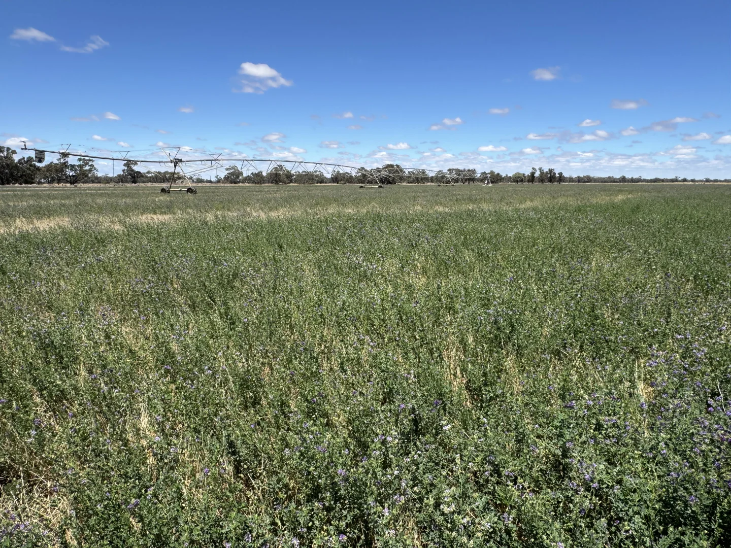 Additional image 15 of 300 Devon Road, Deniliquin NSW 2710