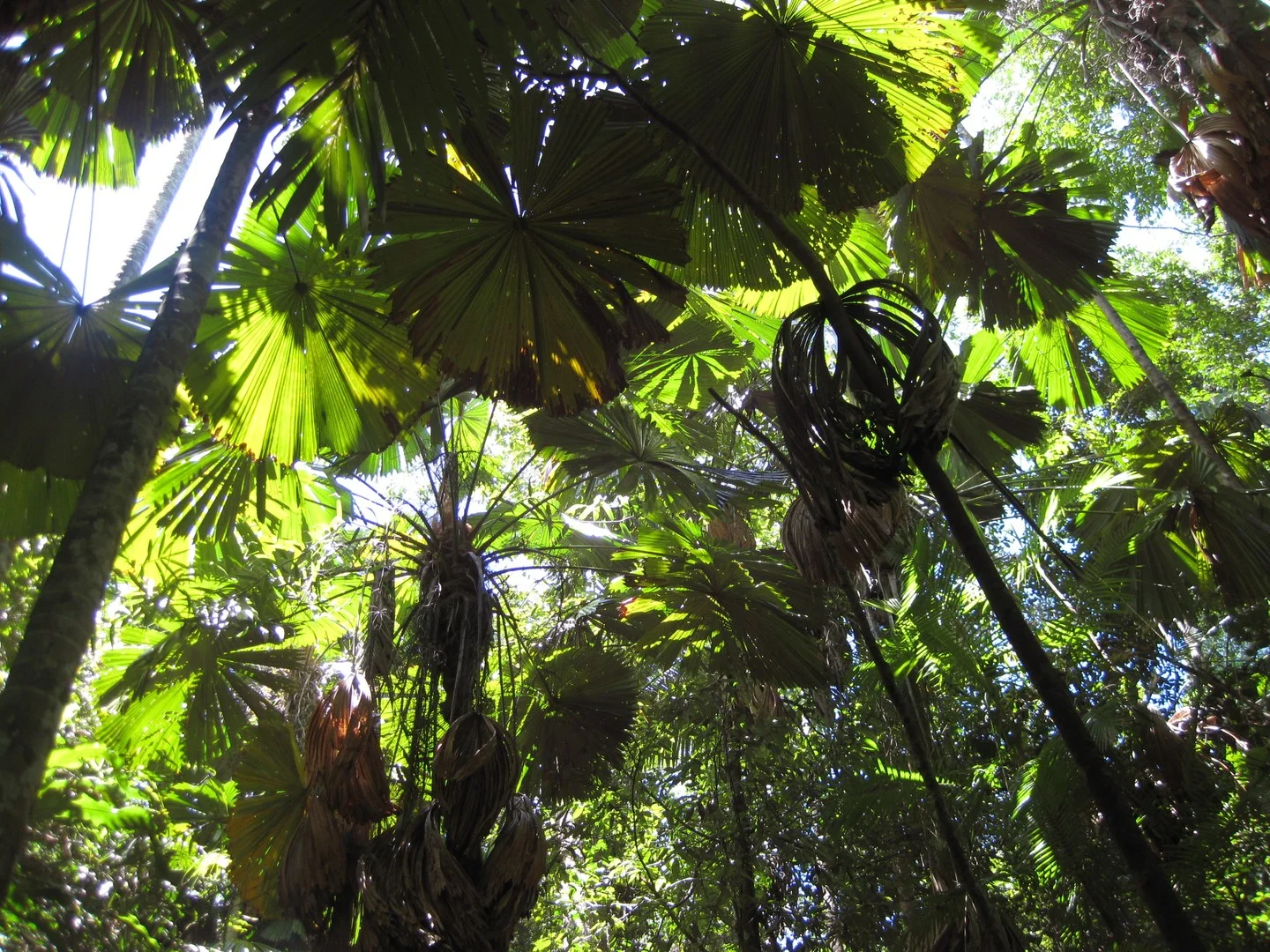 0 Tully-Mission Beach Road, Wongaling Beach QLD 4852