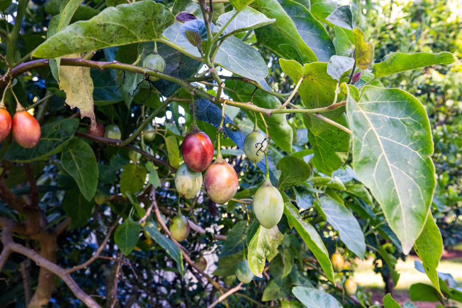 Additional image 44 of 370 Old Cob O Corn Road, Kyogle NSW 2474
