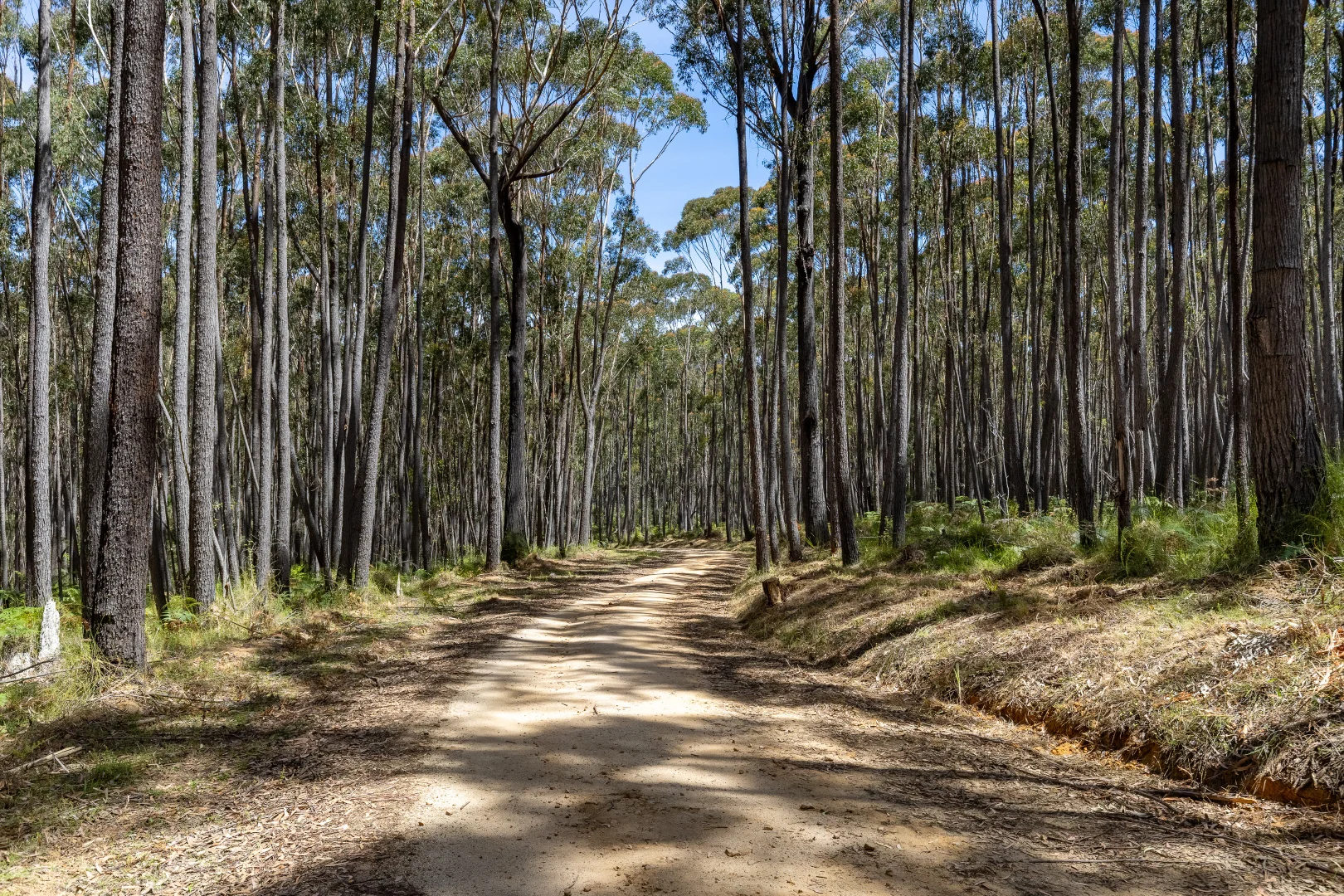 Additional image 16 of 1824 Mount Darragh Road, Wyndham NSW 2550