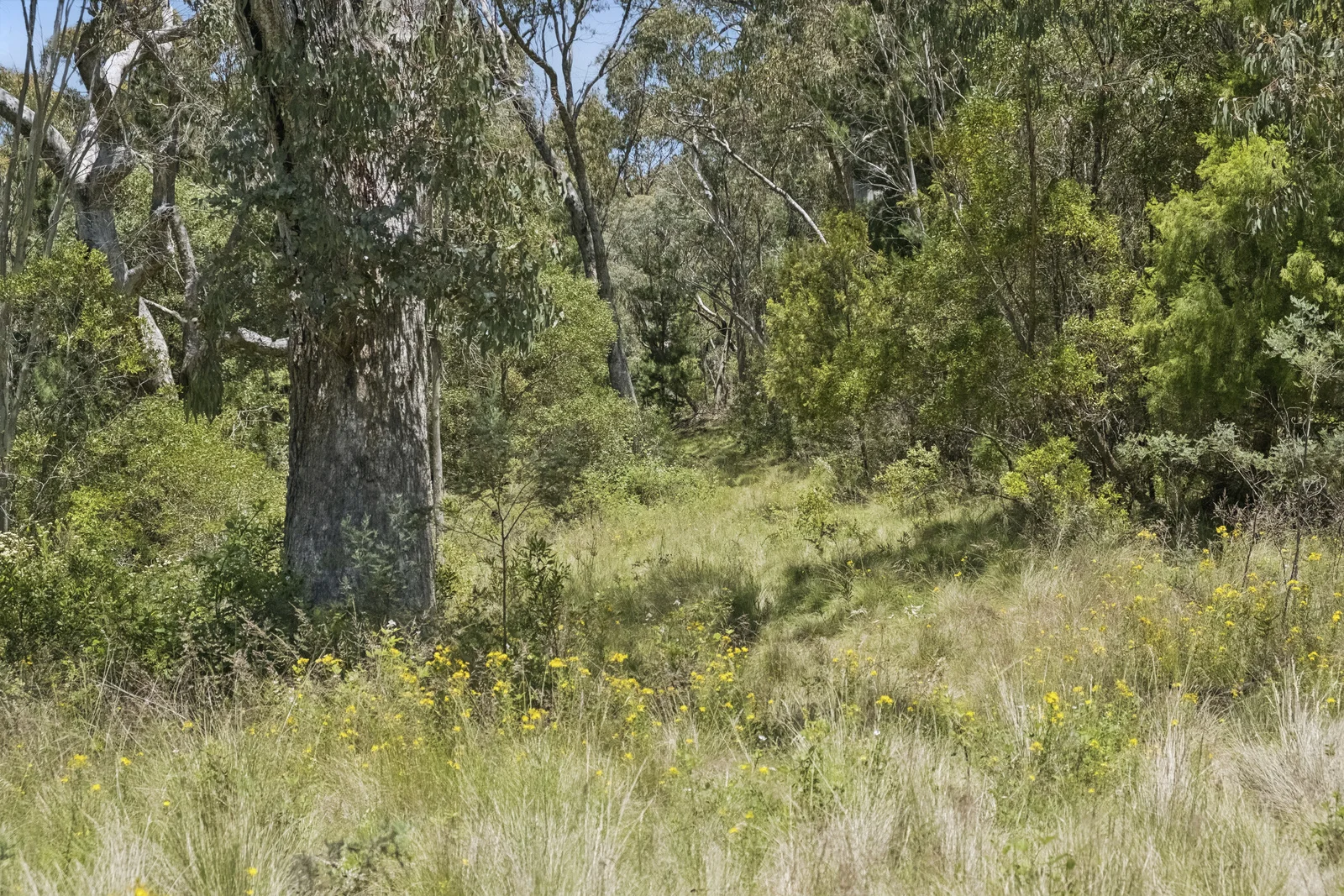 Additional image 20 of 321 Log Bridge Creek Road, Wee Jasper NSW 2582