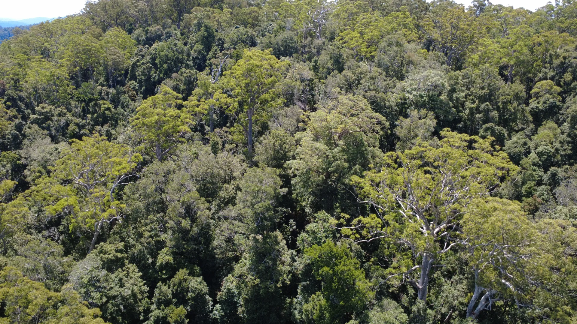 Additional image 18 of Baxters Ridge Road, Gloucester NSW 2422