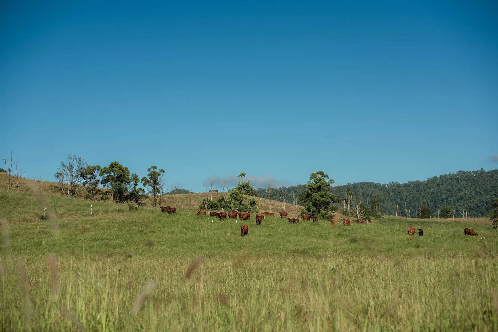 Additional image 13 of Lynches Creek Road, Wiangaree NSW 2474