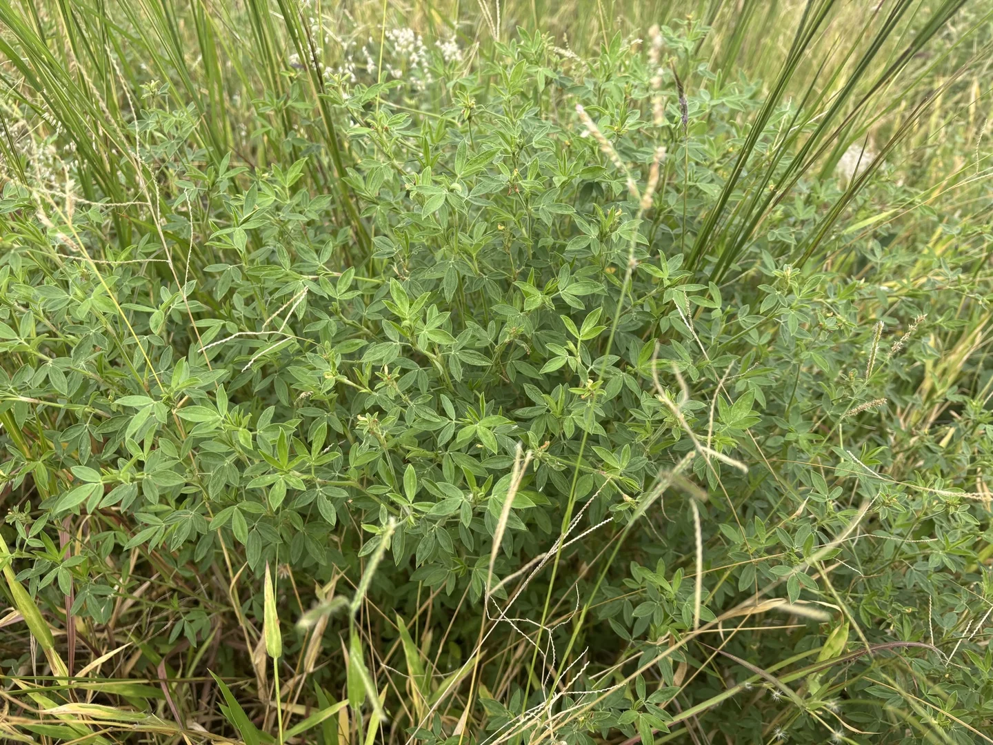 Additional image 31 of 124 Lee Farm Road, Bushley QLD 4702