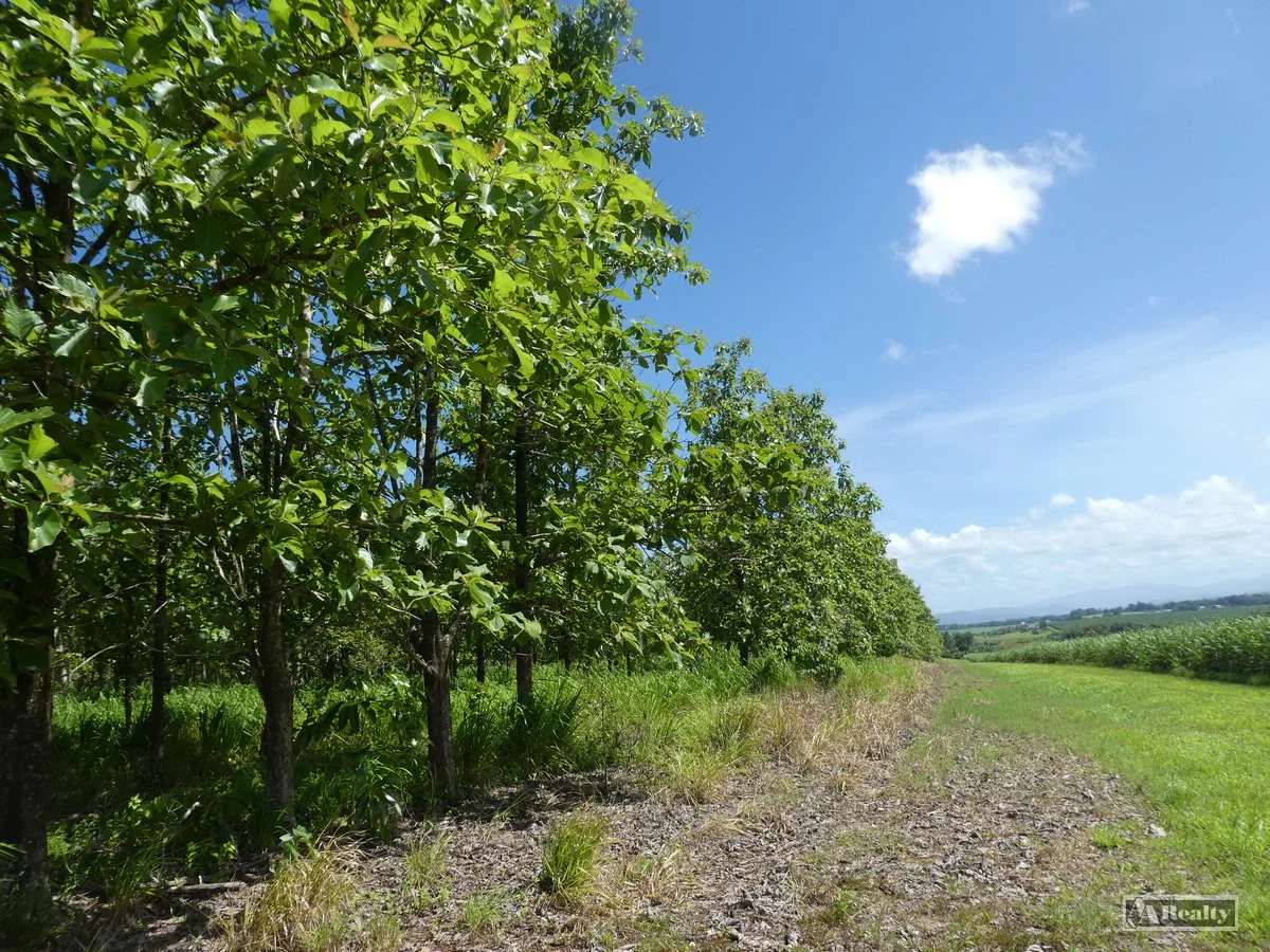 Additional image 11 of L 18 Camarlinghi Road, Daradgee QLD 4860