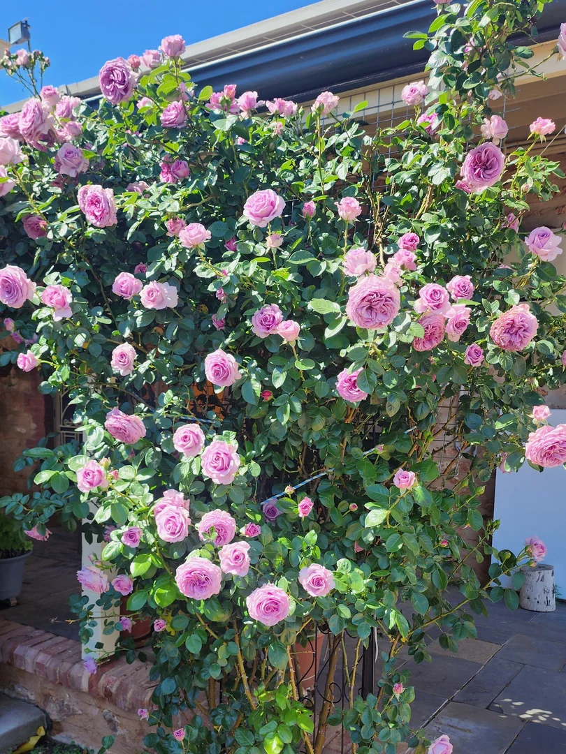 Additional image 25 of 340 Tohls Road, Booborowie SA 5417