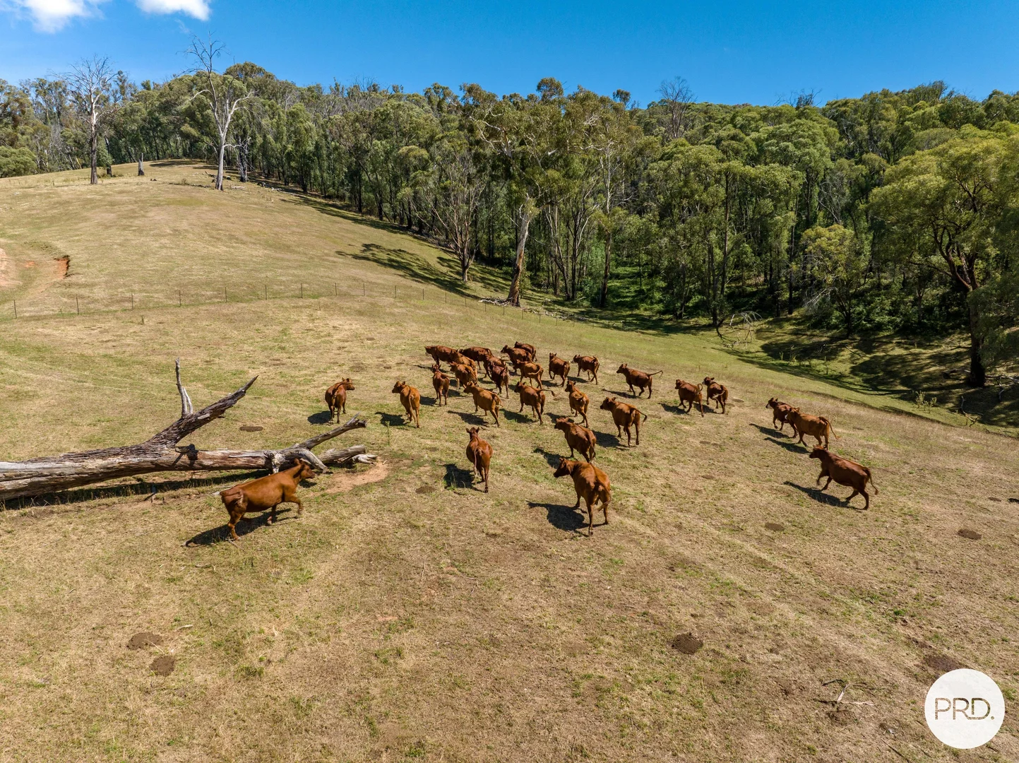 Additional image 54 of 1100 Batlow Road, Tumbarumba NSW 2653