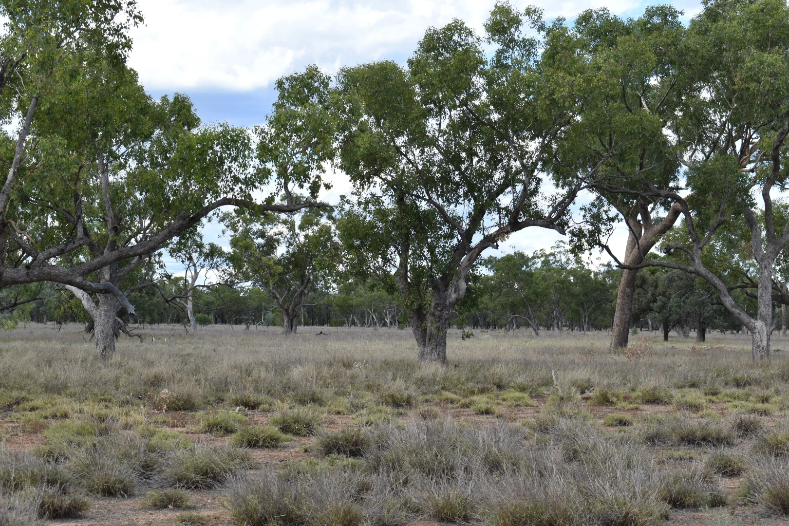 Additional image 3 of " Northam", Wyandra QLD 4489