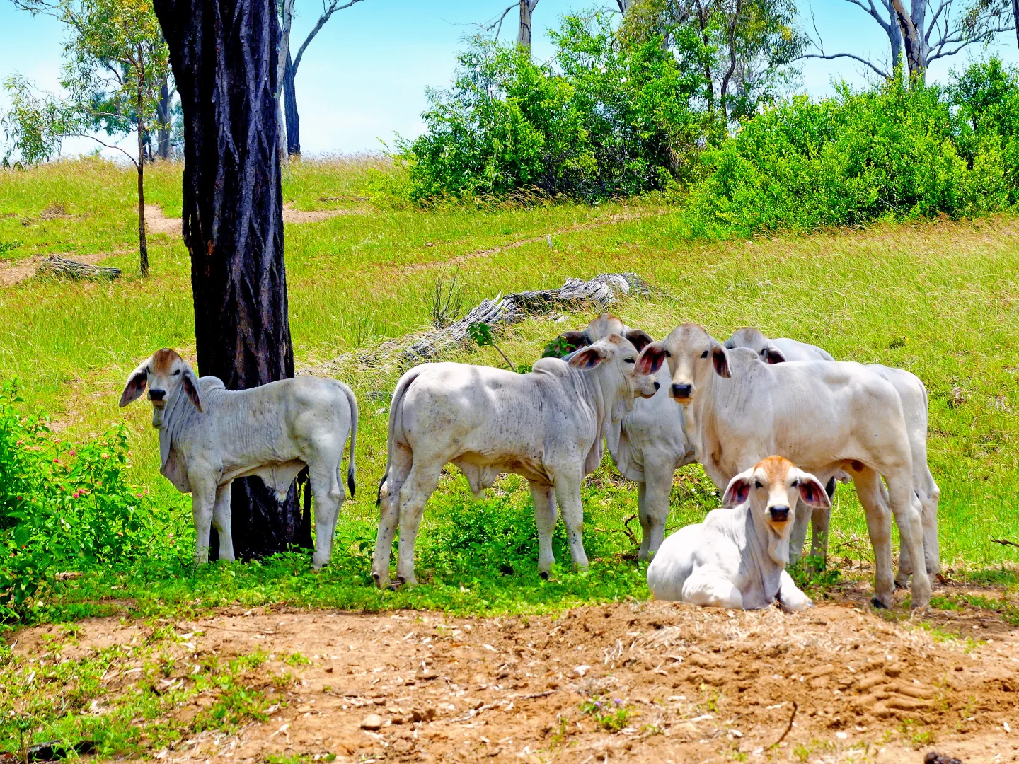 Additional image 16 of "Jacques " 0 Cunningham Road,, Nine Mile QLD 4702