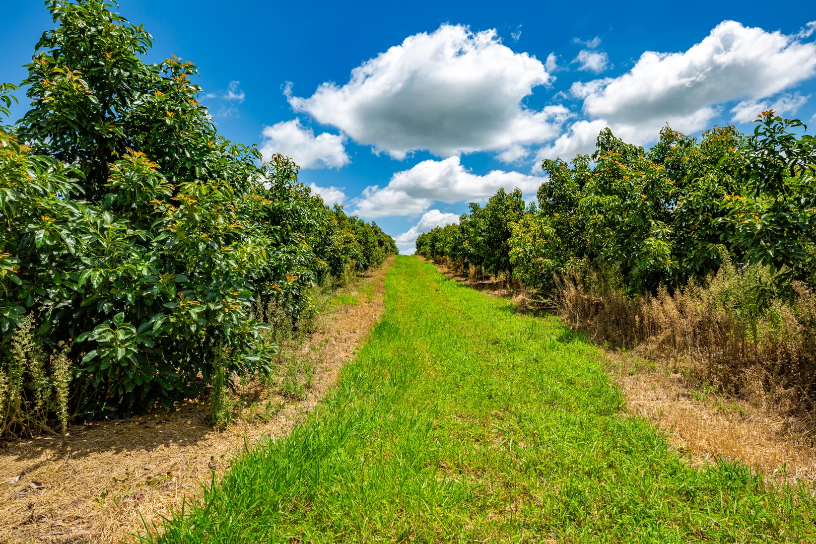 Additional image 8 of 807 Pine Creek Road, Givelda QLD 4670