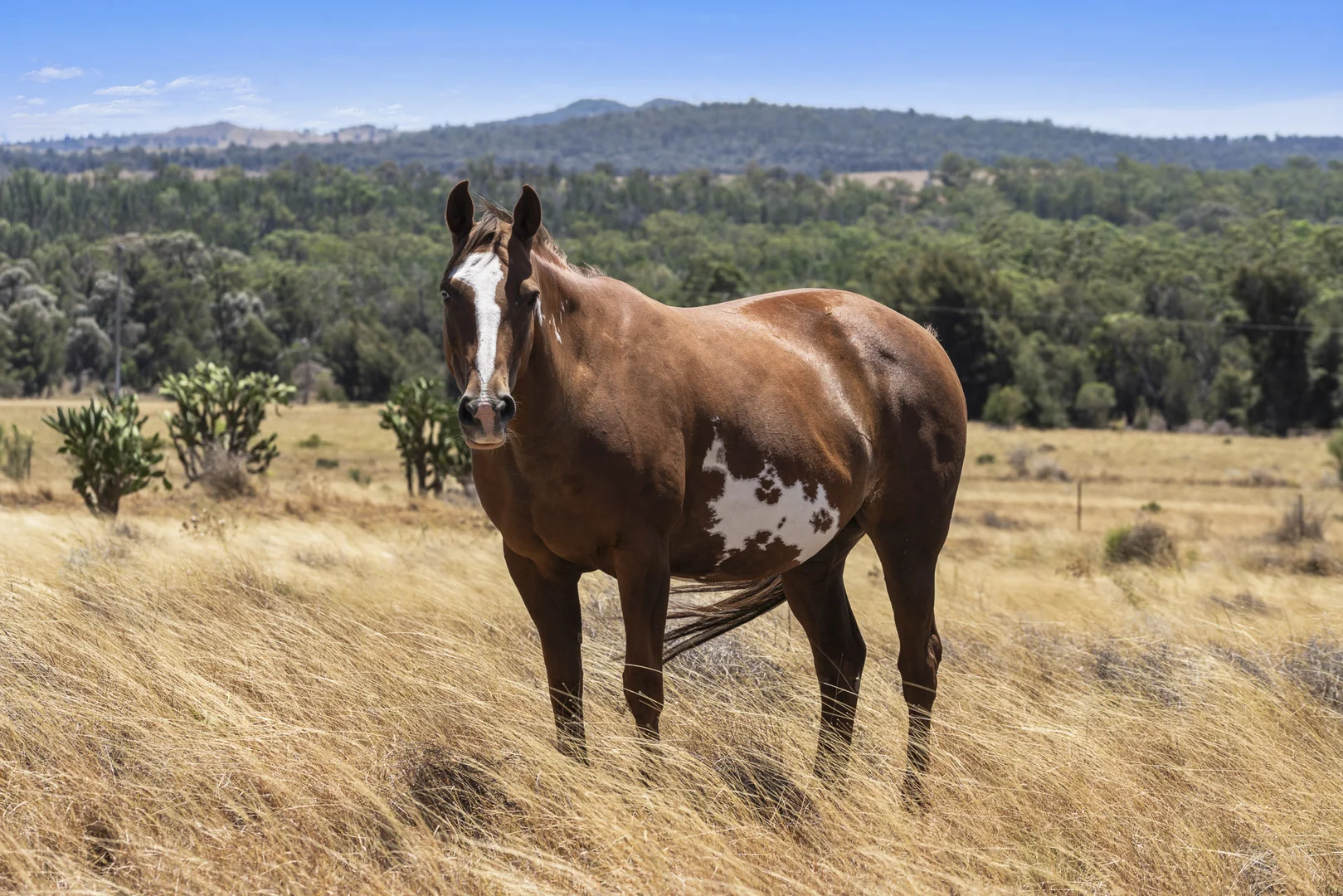 Additional image 9 of 120 Mabbet Road, Millmerran QLD 4357