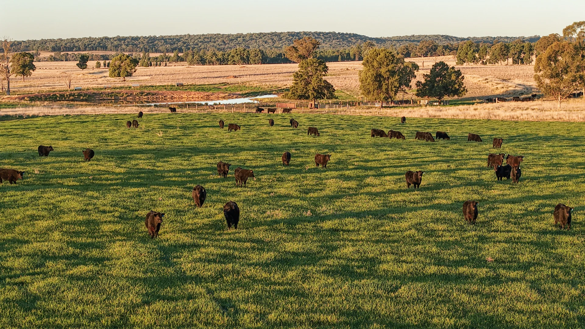 Additional image 16 of 38 Tallawonga Road, Elong Elong NSW 2831