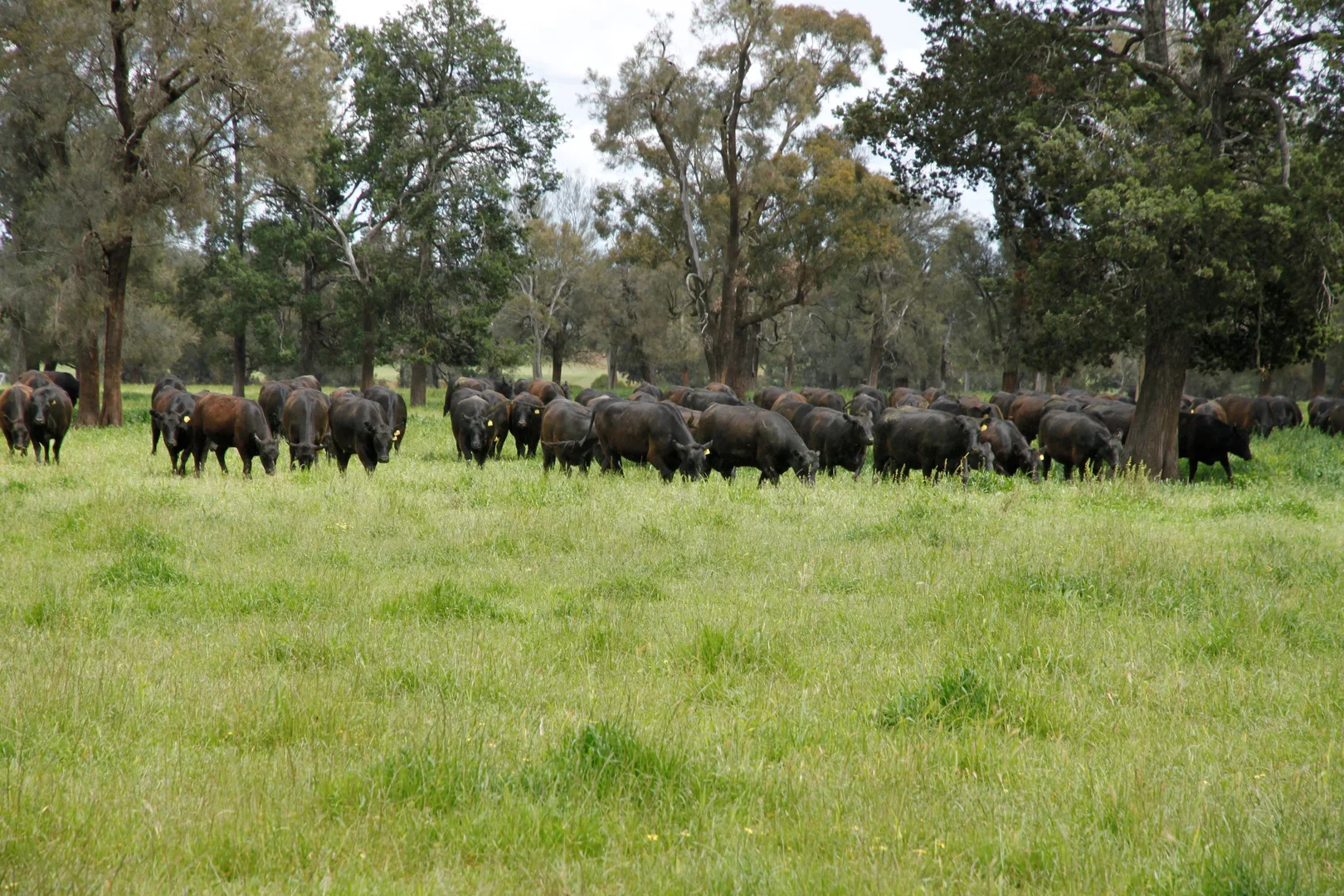 Additional image 11 of 929 Old Narrandera Road, Wagga Wagga NSW 2650