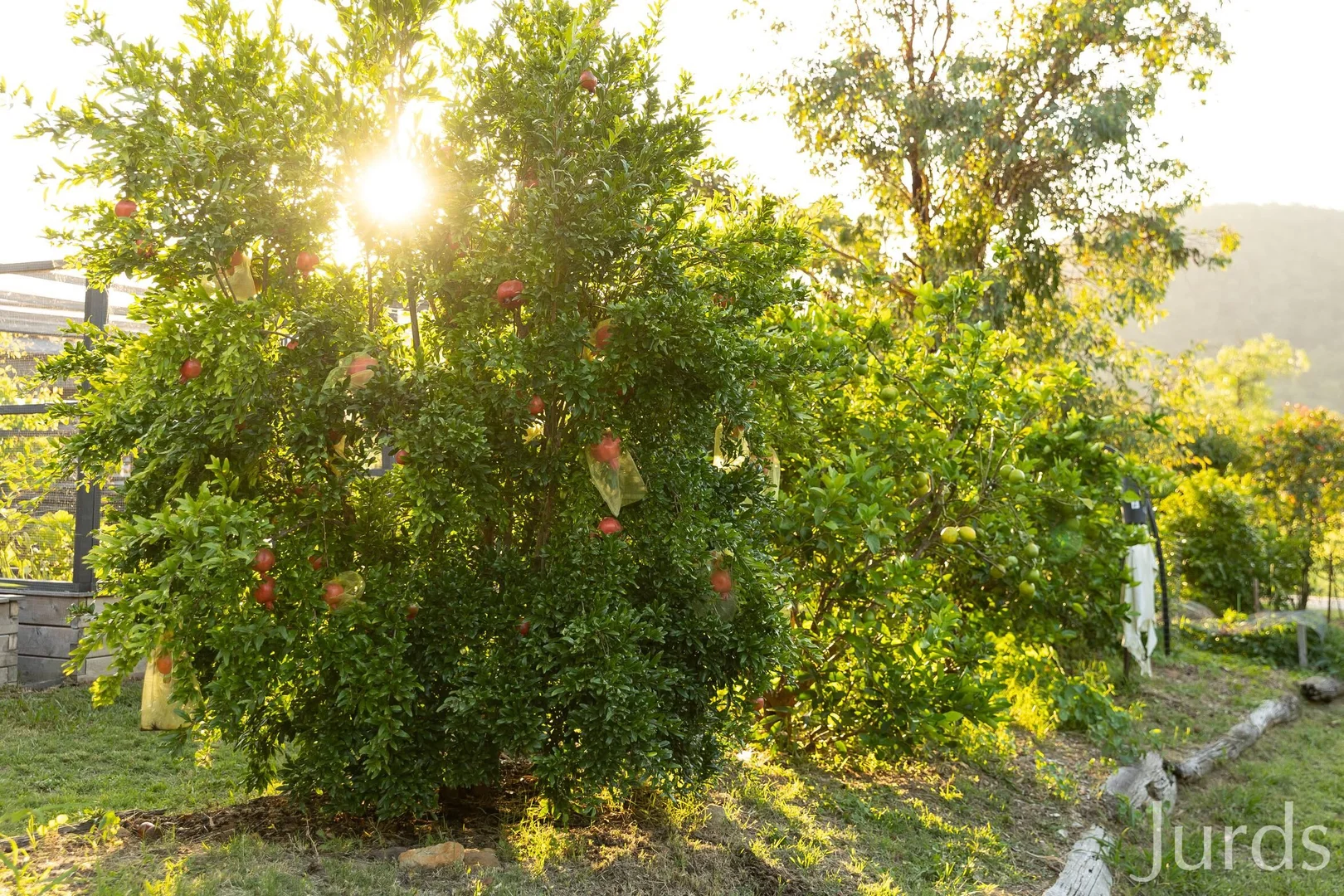 Additional image 33 of 1066 Wollombi Road, Broke NSW 2330