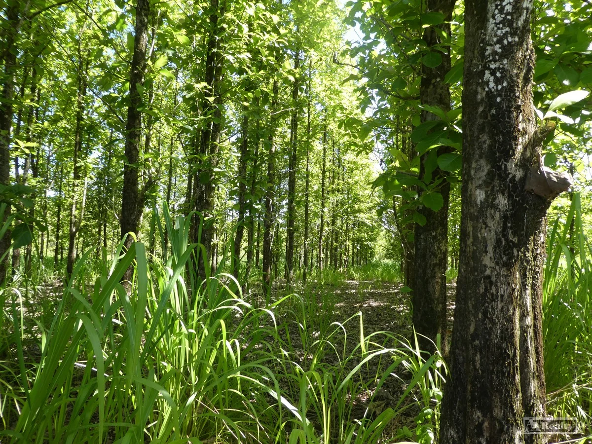 Additional image 10 of L 18 Camarlinghi Road, Daradgee QLD 4860