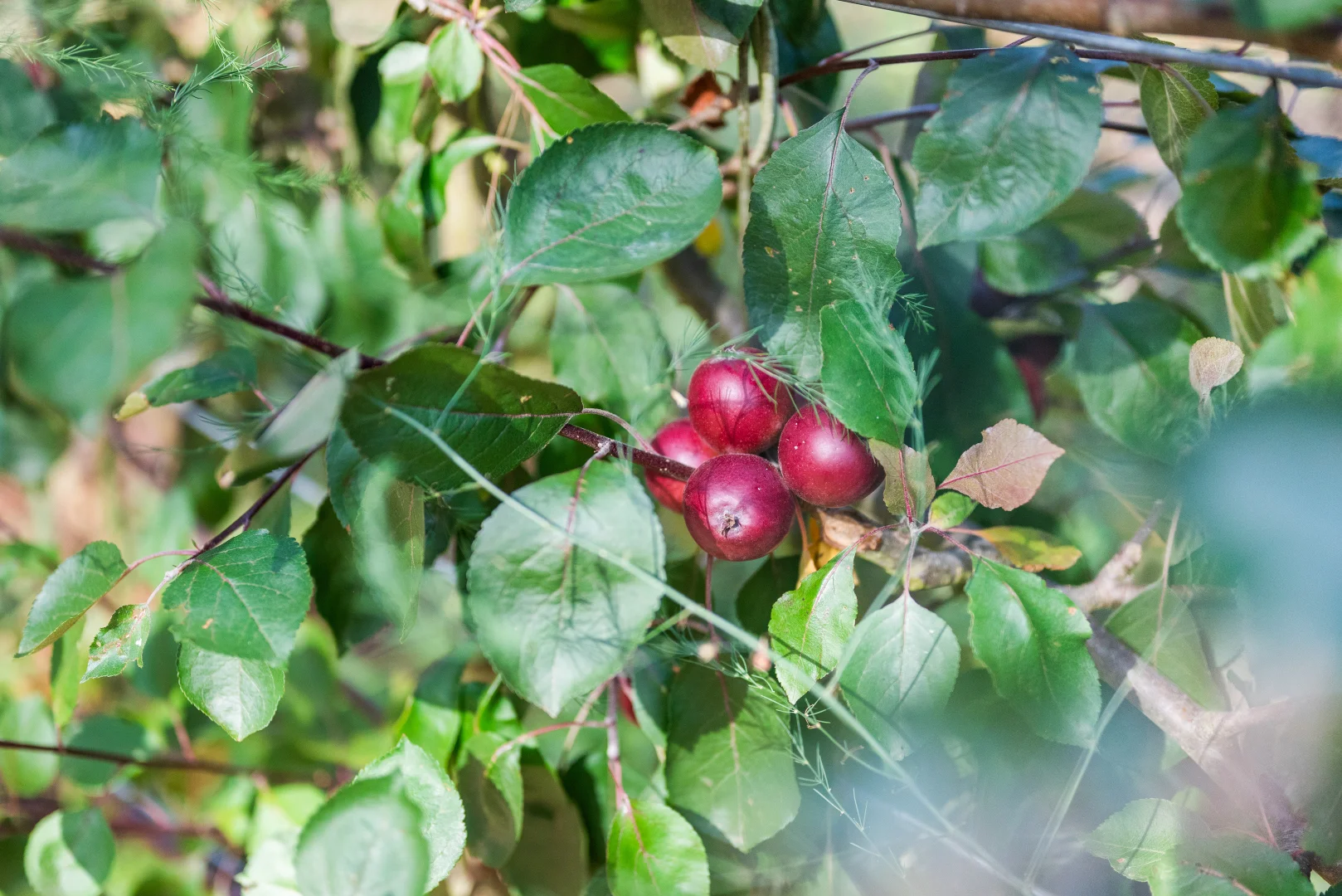 Additional image 25 of 12 Cooma Road, Braidwood NSW 2622