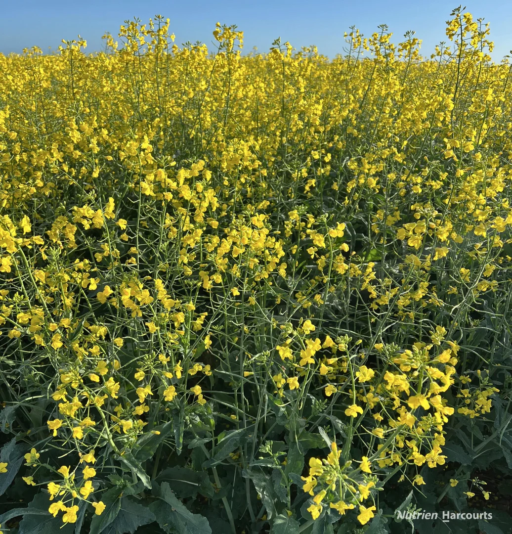 Additional image 5 of 3136 Billericay Road, Karlgarin WA 6358