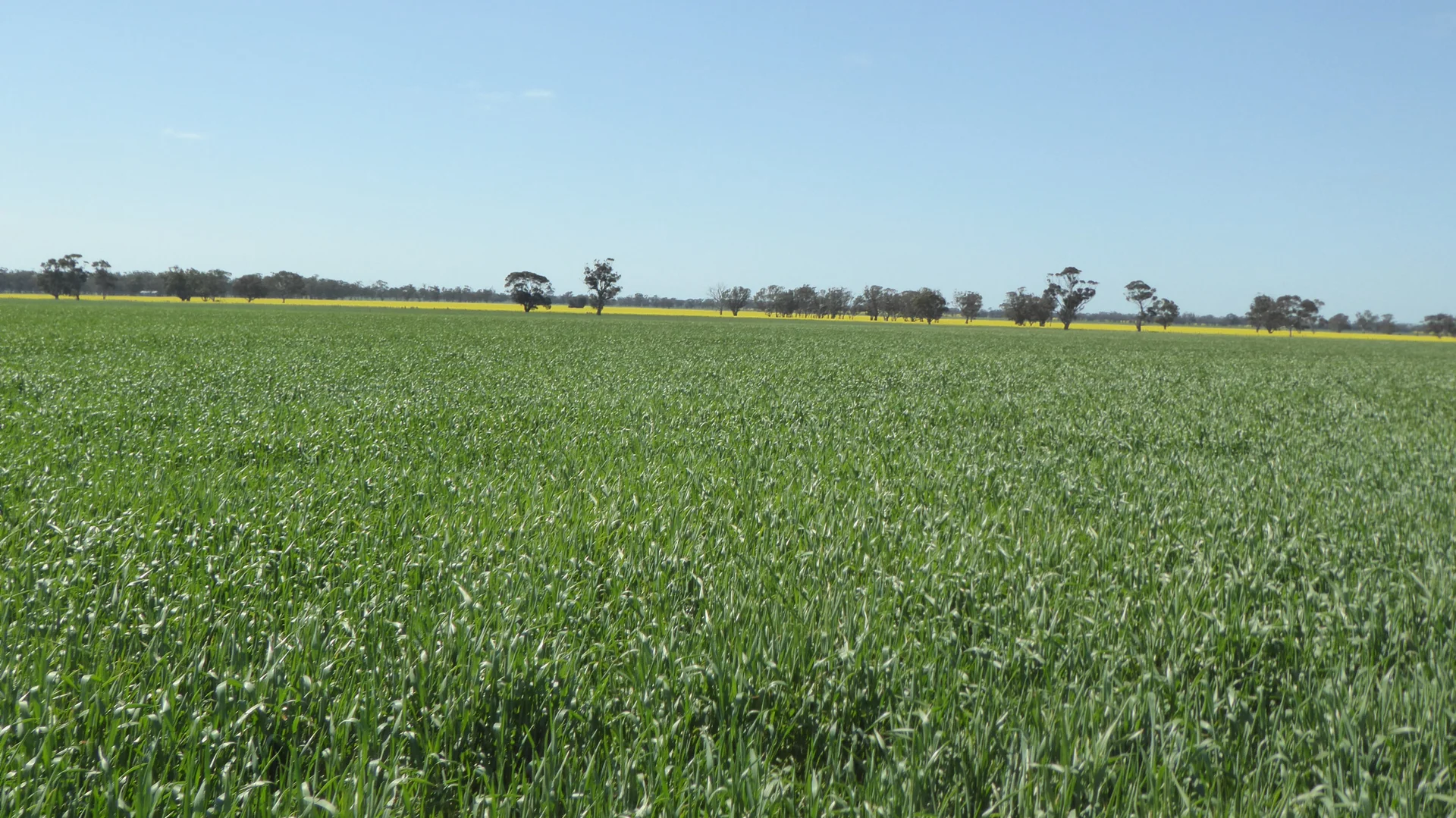 Additional image 16 of 139 Packer Road, Bordertown South SA 5268