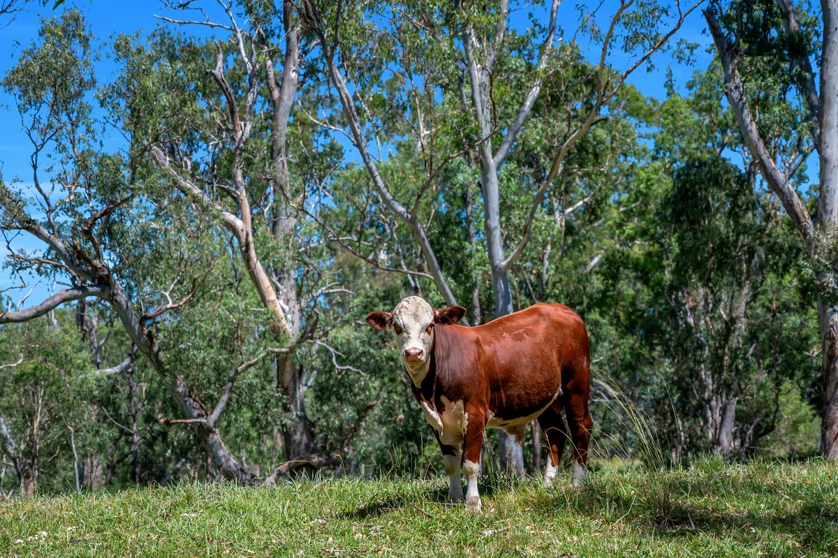 Additional image 16 of 2297 Leyburn Cunningham Road, Pratten QLD 4370