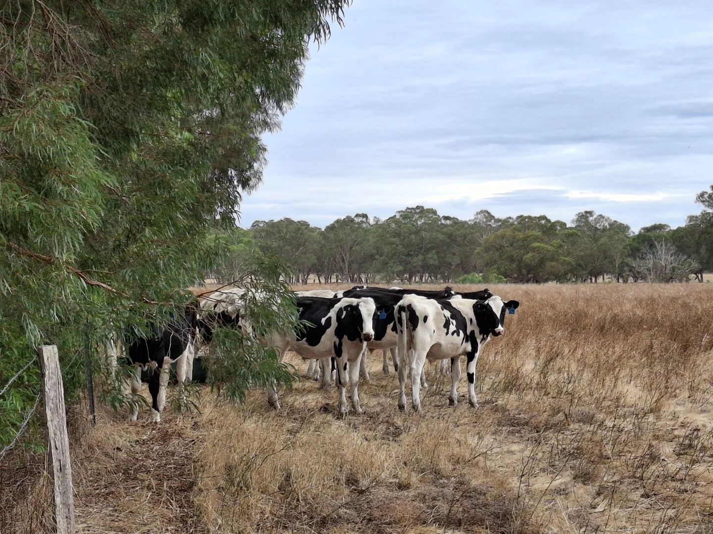 Additional image 4 of Manjimup WA 6258