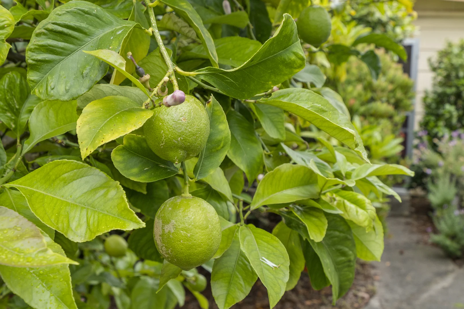 Additional image 26 of 36 Spaulding Street, White Beach TAS 7184