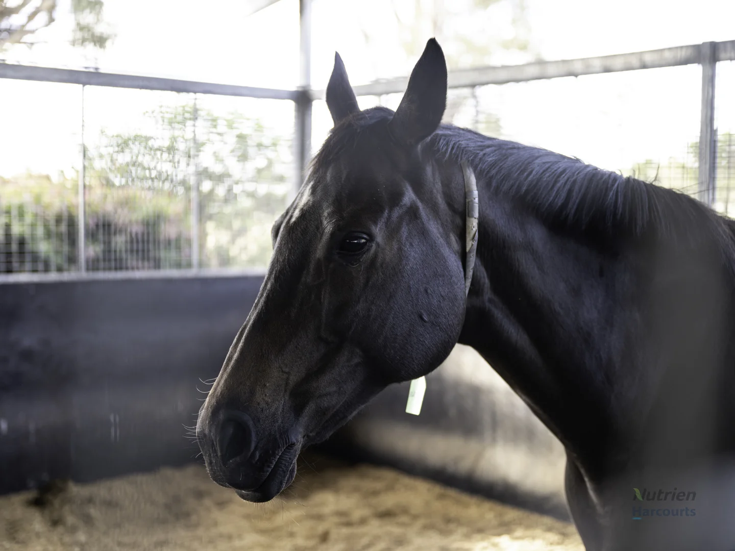 Additional image 31 of 778 Sheans Creek Road, Euroa VIC 3666