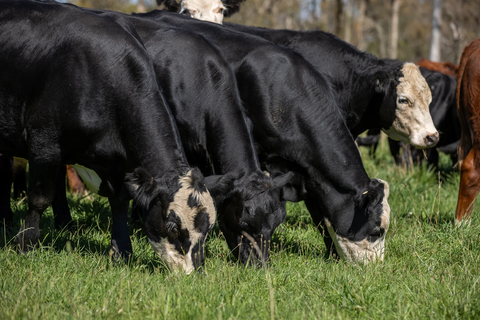 Additional image 14 of 1763 Wongwibinda Road, Armidale NSW 2350