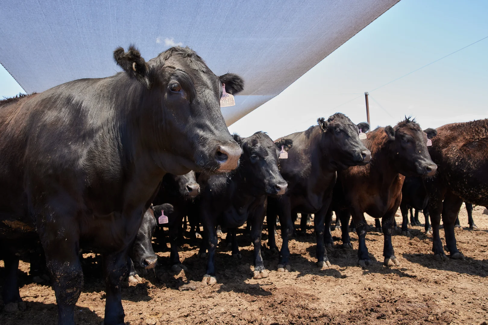 Additional image 11 of 91 Mort Street, Toowoomba City QLD 4350