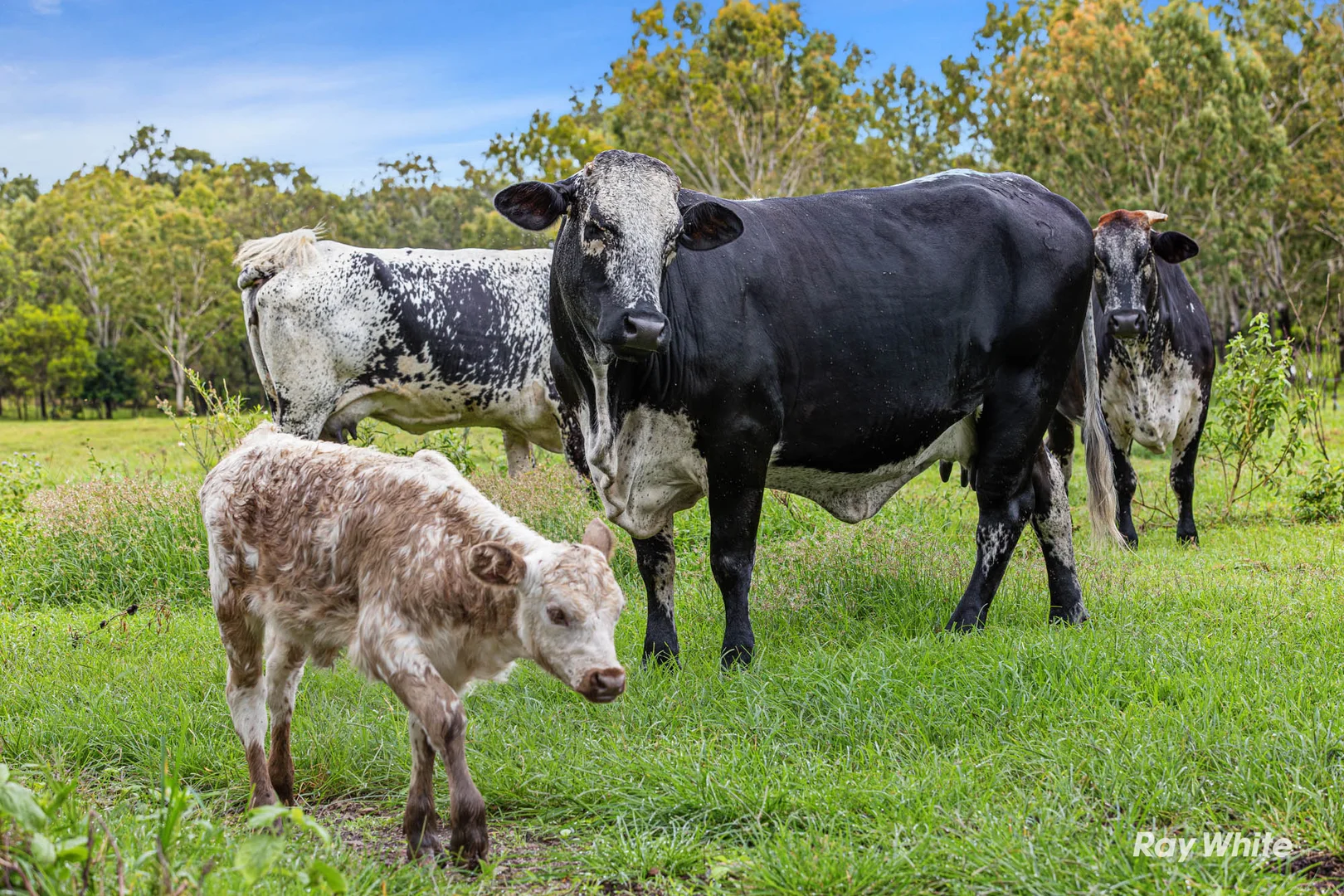 Additional image 33 of 144 Howes Road, Farnborough QLD 4703