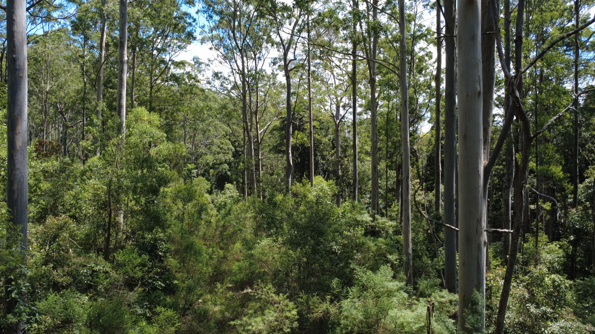 Additional image 6 of Baxters Ridge Road, Gloucester NSW 2422