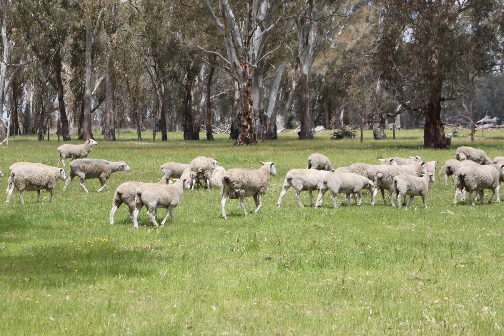 Additional image 8 of 62B Poolaigelo Lane, Poolaijelo VIC 3312