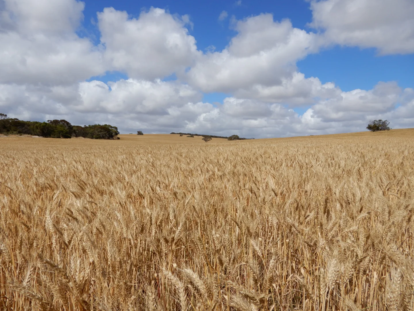 Additional image 10 of 33 Lutze Road, Coonalpyn SA 5265