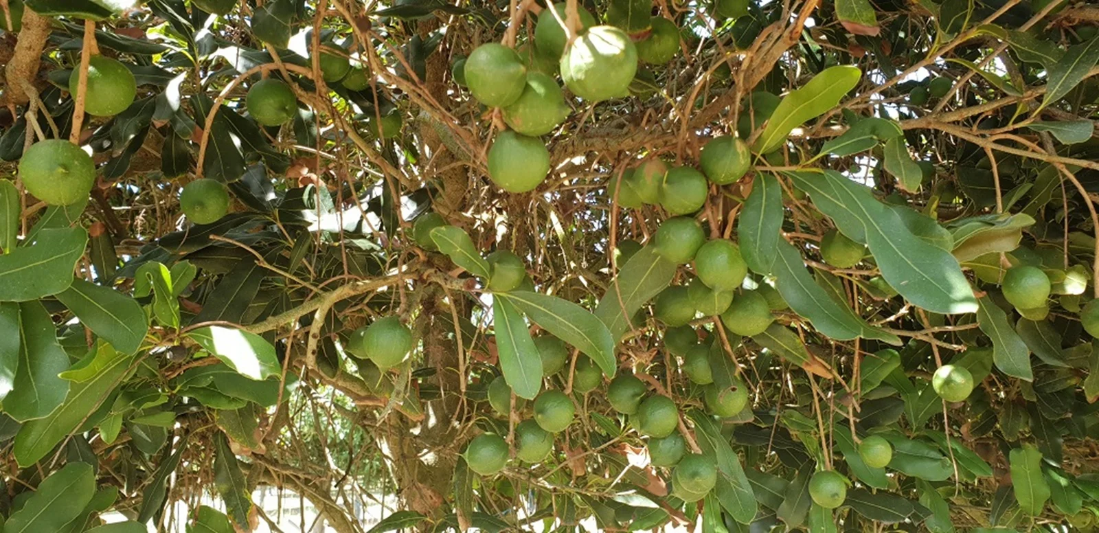 Additional image 7 of Lot 21 Moylans Lane, Empire Vale NSW 2478