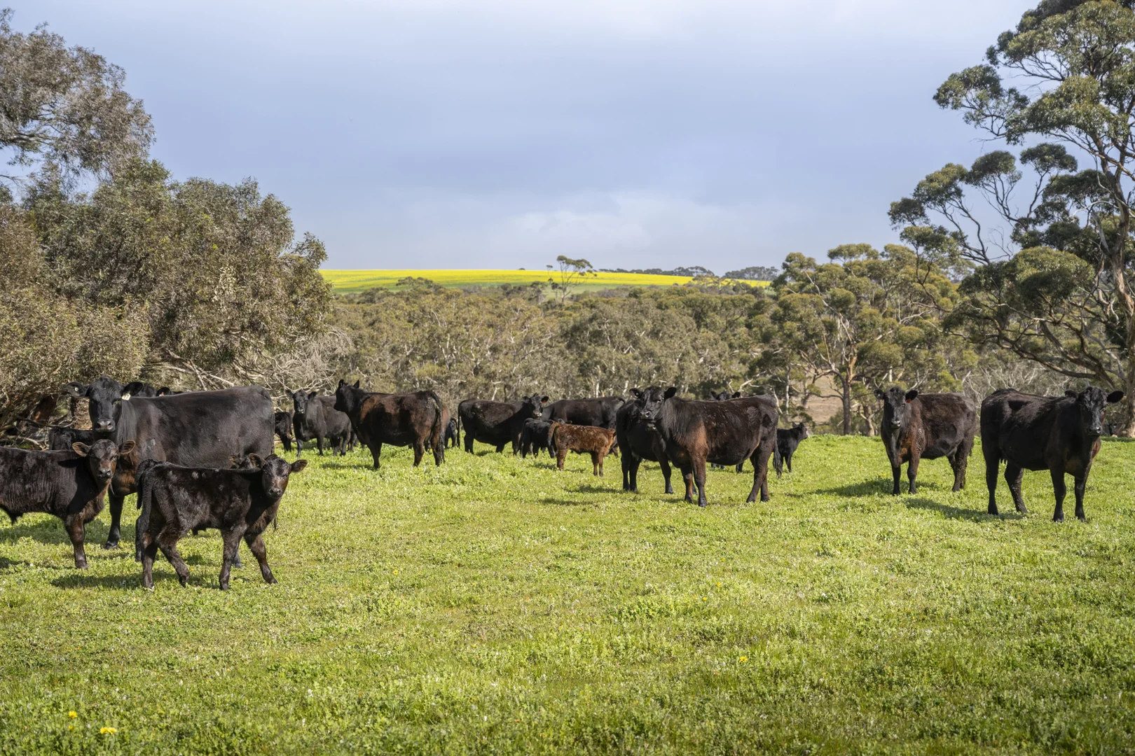 Additional image 18 of 490 East West Two Highway, Seddon SA 5223