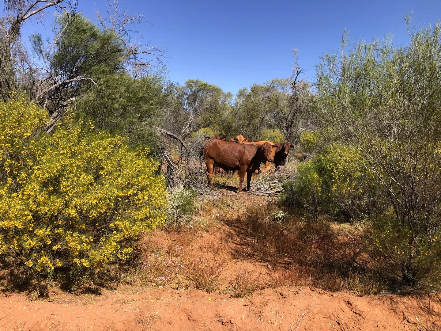 Additional image 21 of Meka Station, Yalgoo WA 6635
