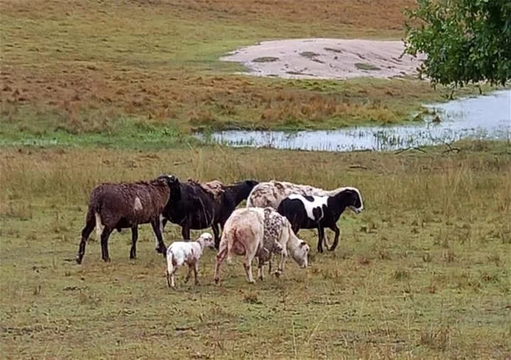 Additional image 35 of Moolboolaman QLD 4671