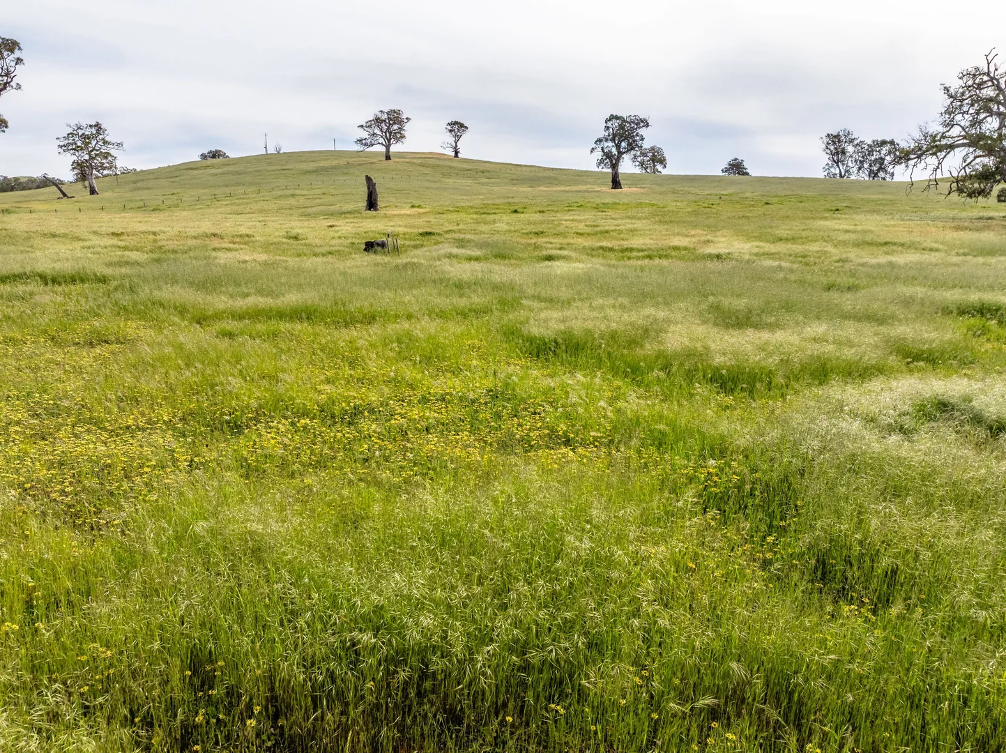 Additional image 12 of 312 Collins Road, Tungkillo SA 5236