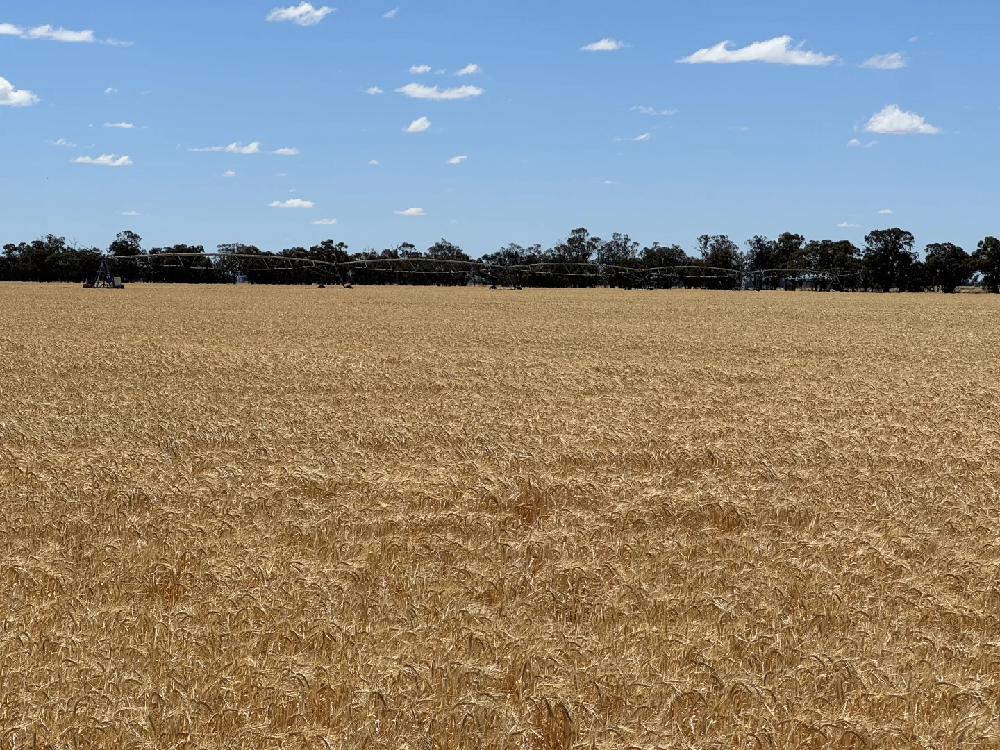 Additional image 53 of 300 Devon Road, Deniliquin NSW 2710