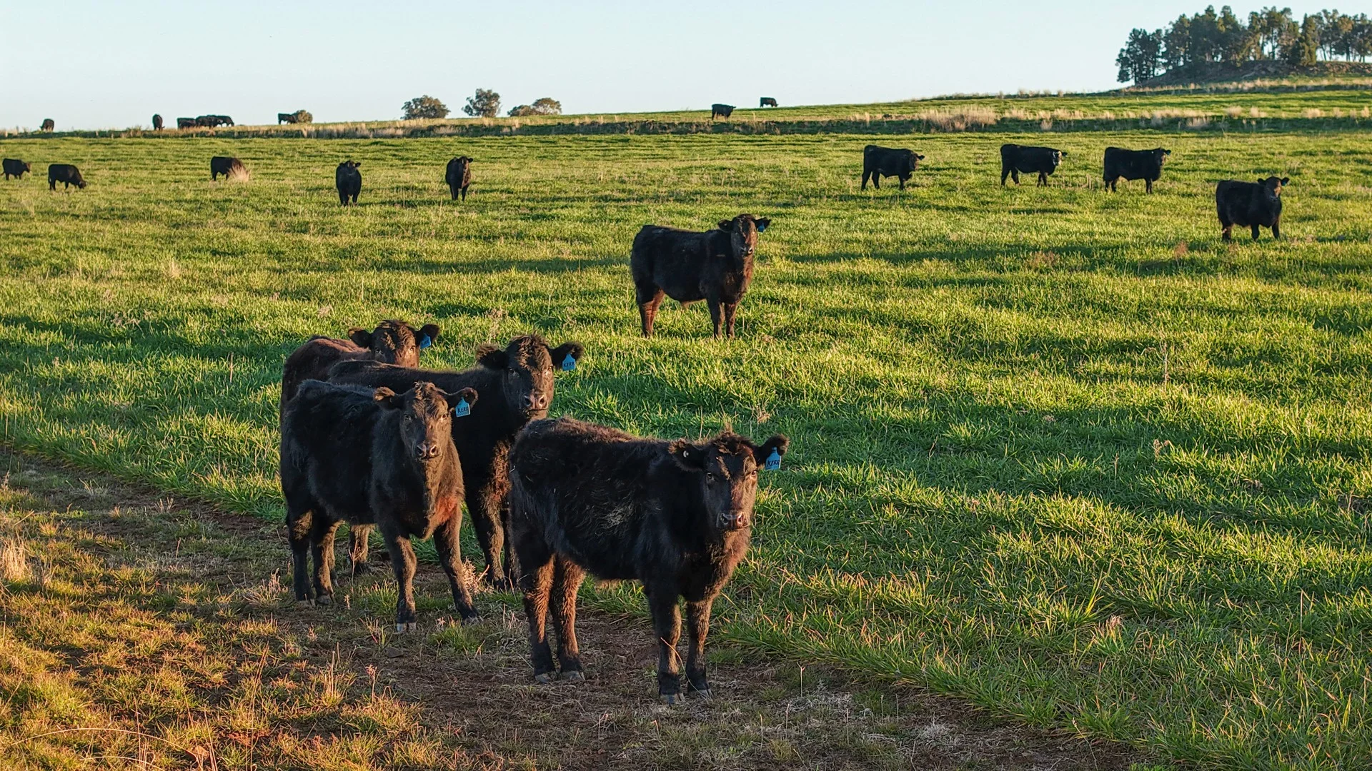 38 Tallawonga Road, Elong Elong NSW 2831