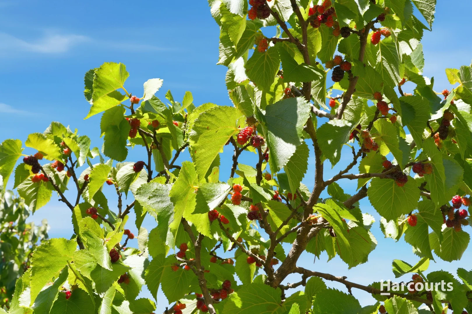 Additional image 32 of 1 Agnes Street, Triabunna TAS 7190