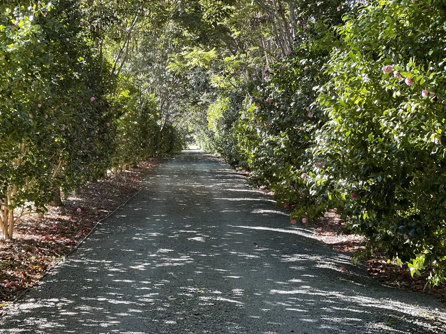 Additional image 3 of Tamborine Mountain QLD 4272