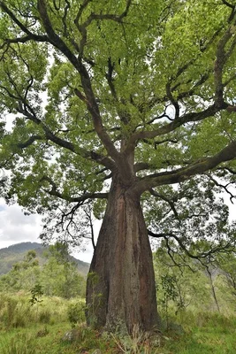 Additional image 14 of 1670 Watagan Creek Road, Watagan NSW 2325