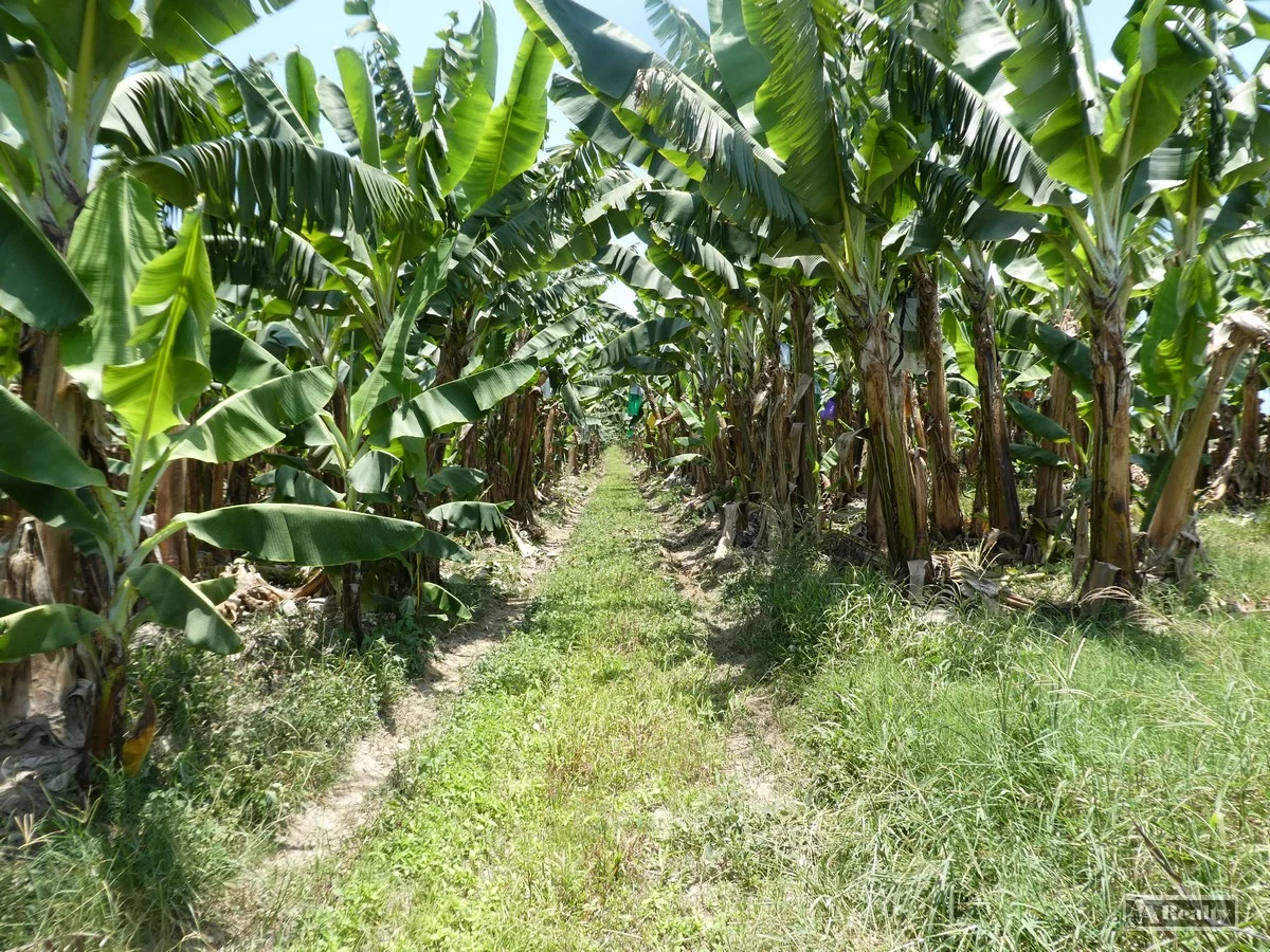 Additional image 15 of Lower Cowley QLD 4871